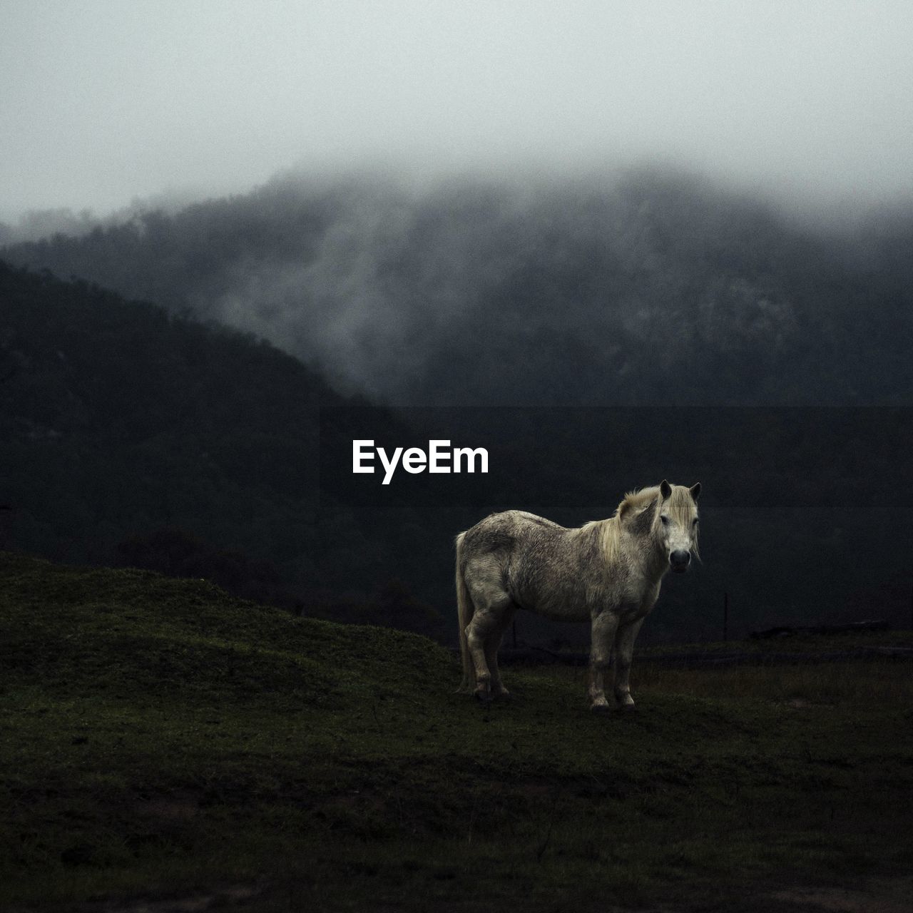 Horse on mountain in foggy weather