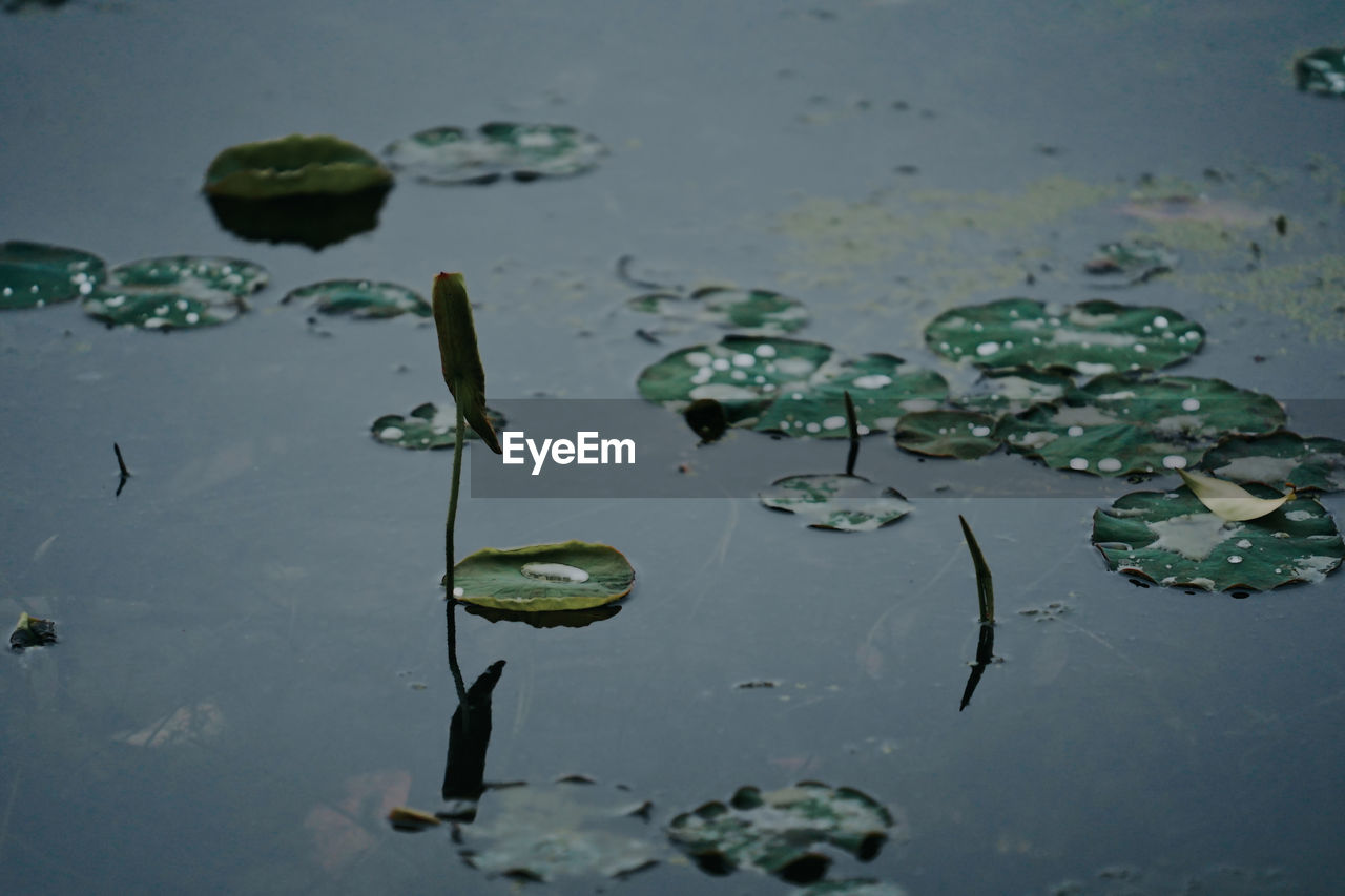 HIGH ANGLE VIEW OF WATER LILY LEAVES FLOATING ON LAKE
