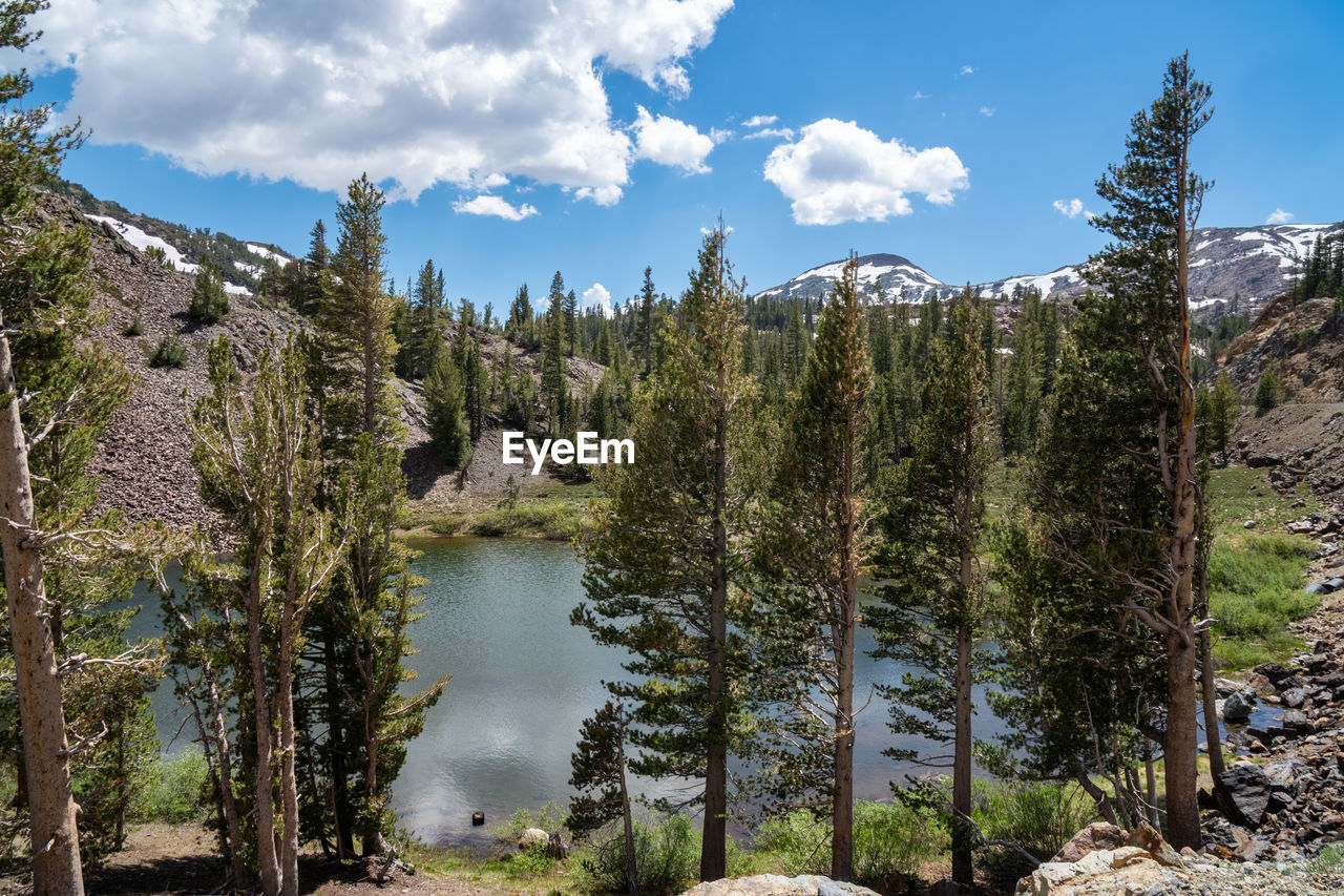 SCENIC VIEW OF LAKE AGAINST TREES