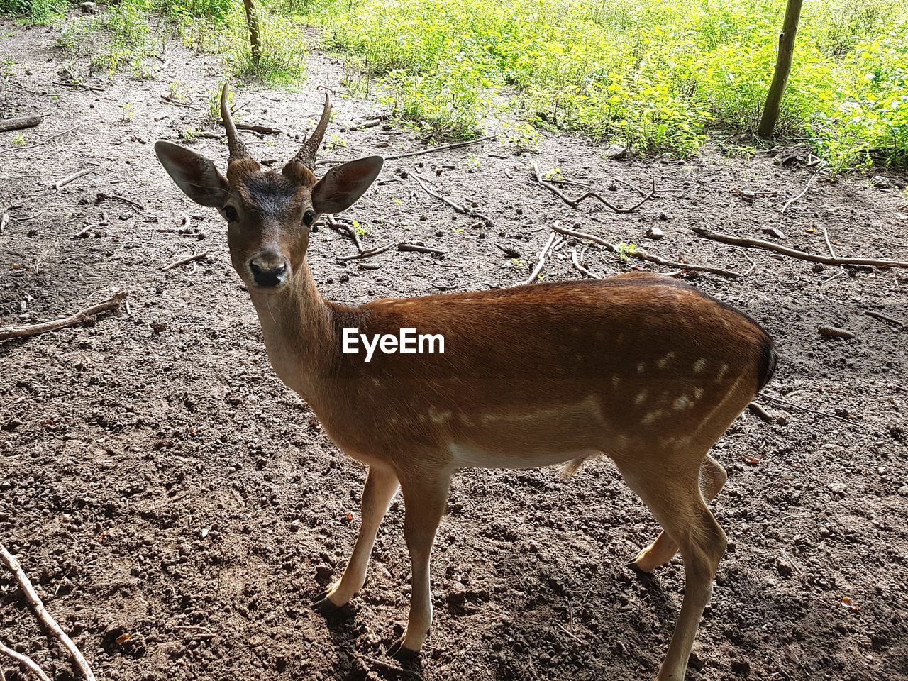 PORTRAIT OF DEER STANDING IN FIELD