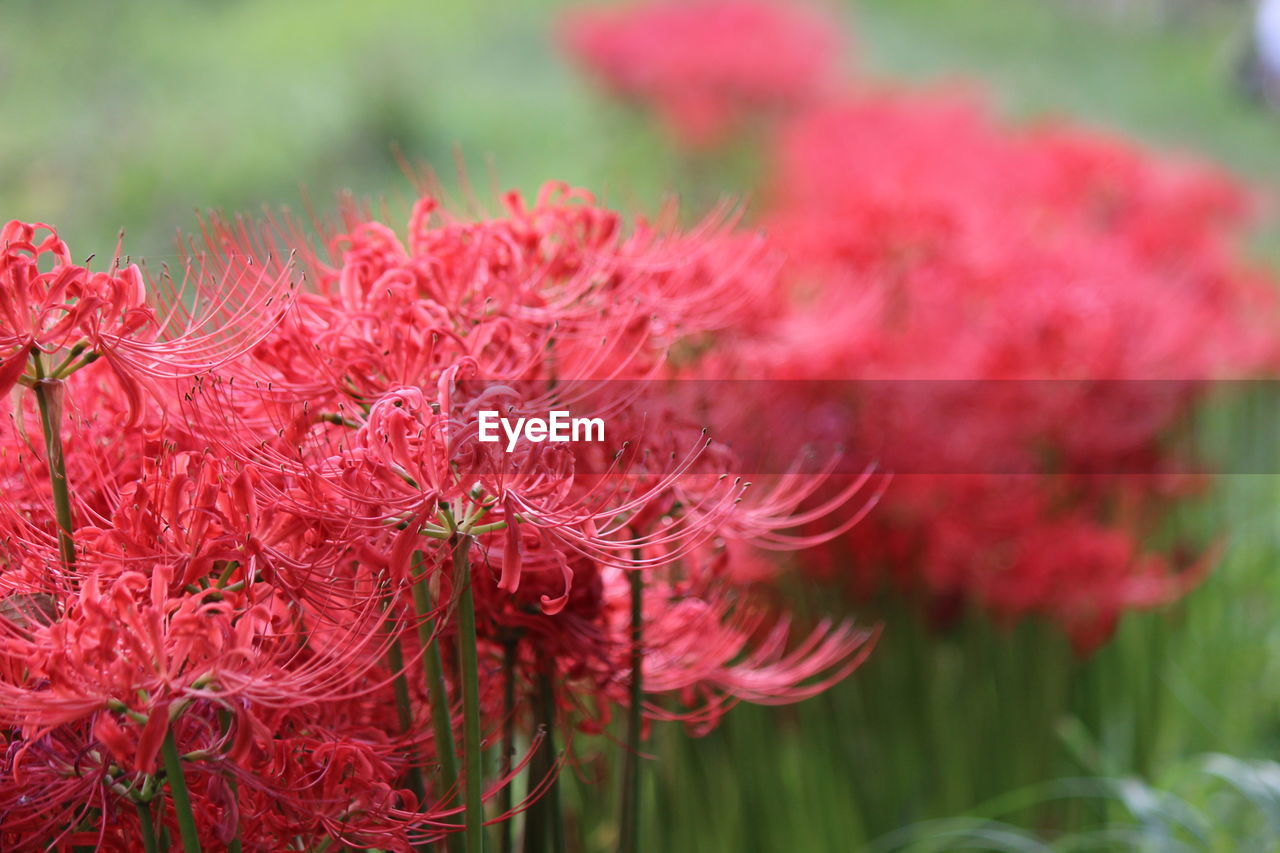 Close-up of flowers growing outdoors