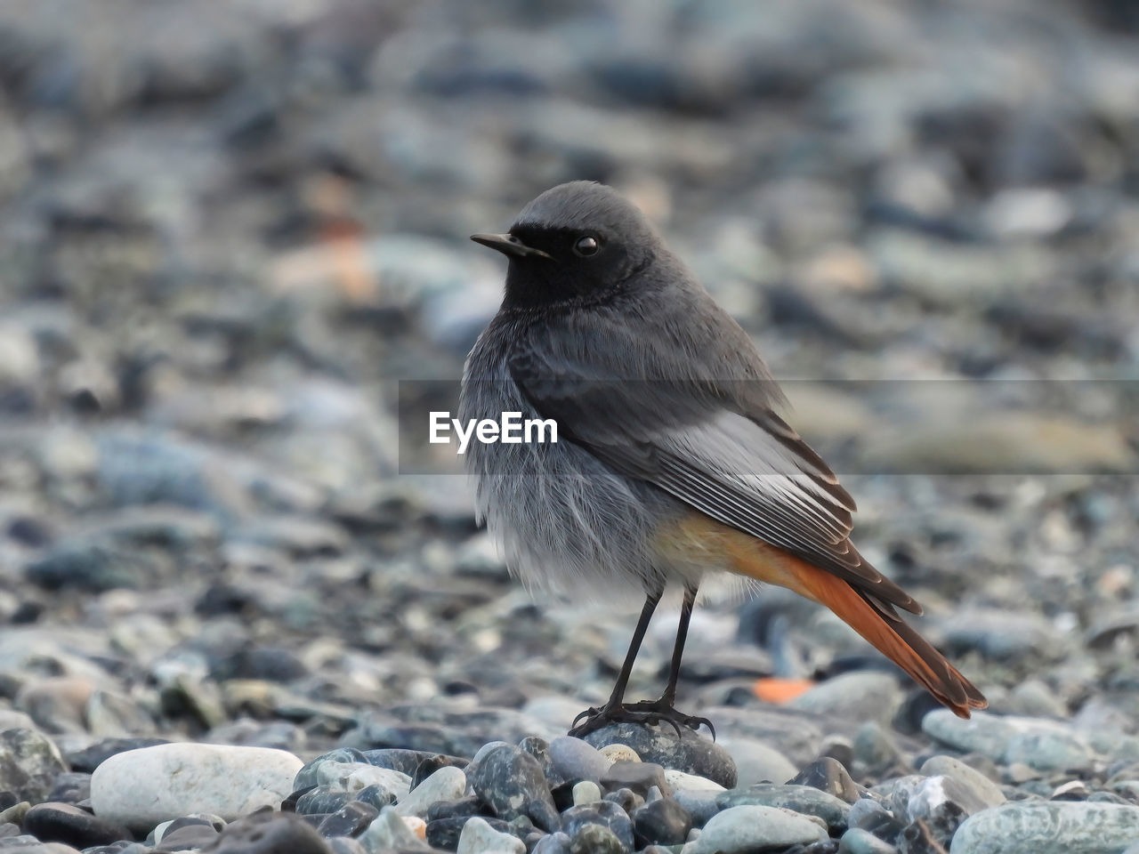 animal themes, animal, bird, animal wildlife, wildlife, one animal, beak, rock, nature, full length, no people, day, focus on foreground, outdoors, stone, close-up, land, side view, perching, selective focus, songbird, standing, black, eating