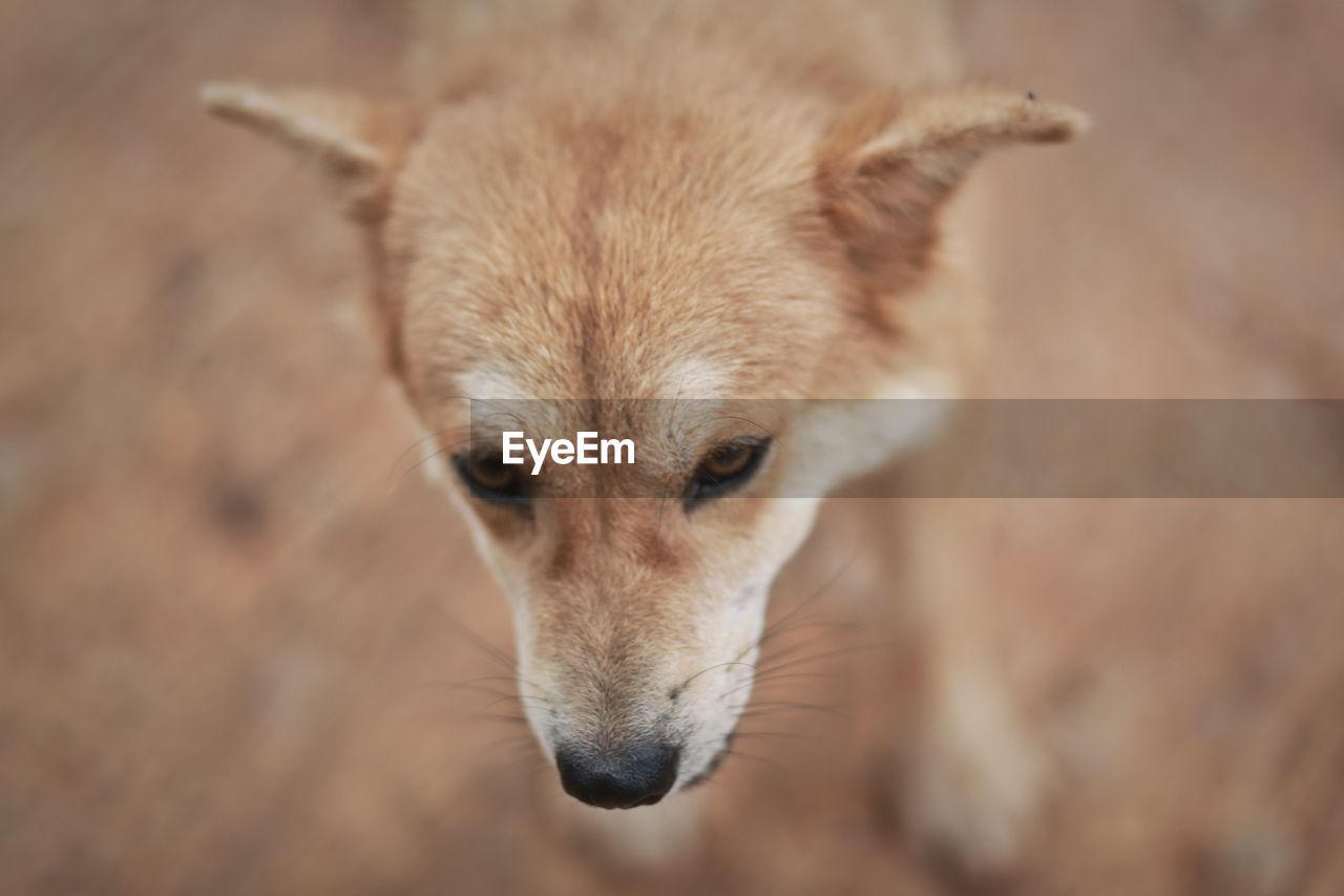 HIGH ANGLE VIEW PORTRAIT OF DOG