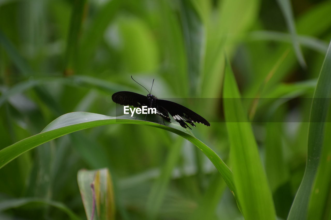 CLOSE-UP OF GRASSHOPPER ON LEAF