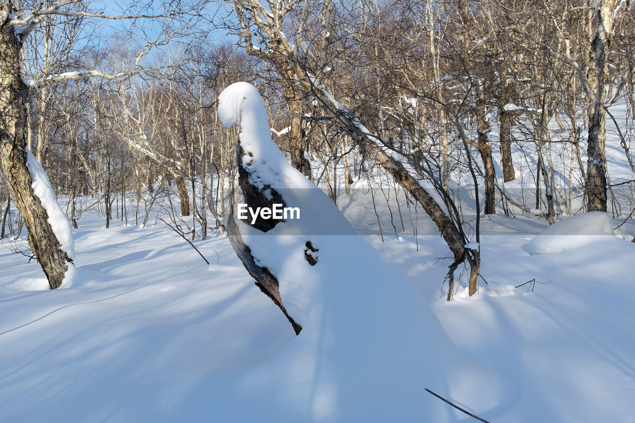 CLOSE-UP OF SNOW ON TREE