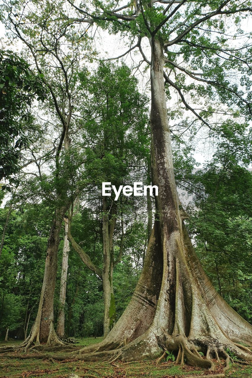 Low angle view of trees in forest