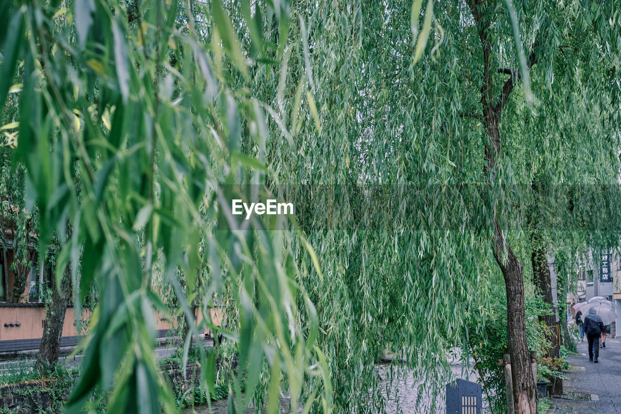 plant, growth, green, tree, nature, day, grass, flower, willow, beauty in nature, outdoors, land, field, men, tranquility, walking