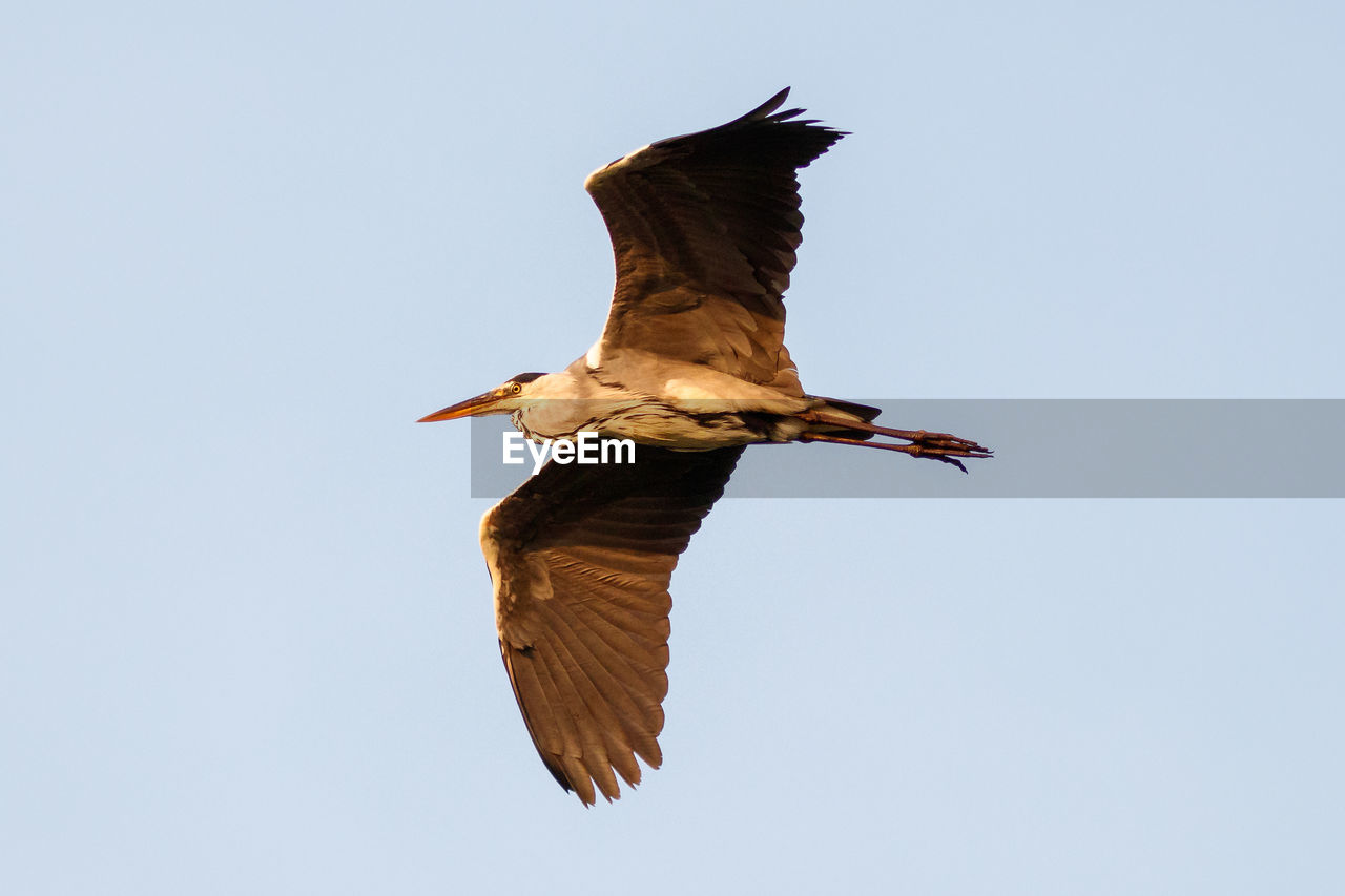 LOW ANGLE VIEW OF EAGLE FLYING