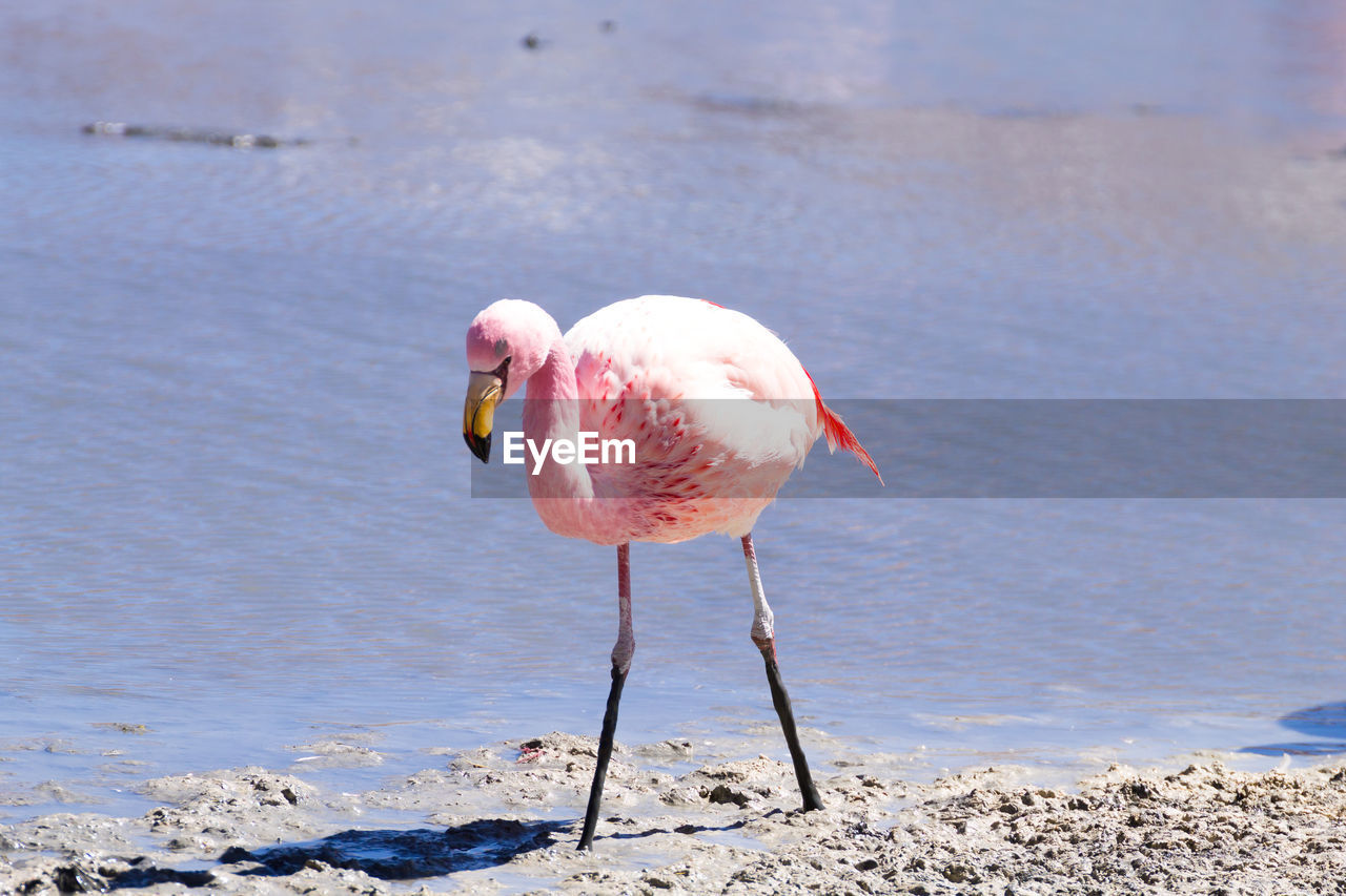 animal, animal themes, bird, flamingo, animal wildlife, wildlife, water, pink, one animal, beach, nature, sea, beak, water bird, full length, no people, travel destinations, standing, day, land, outdoors, beauty in nature, animal body part, focus on foreground, water's edge, travel, wading, reflection