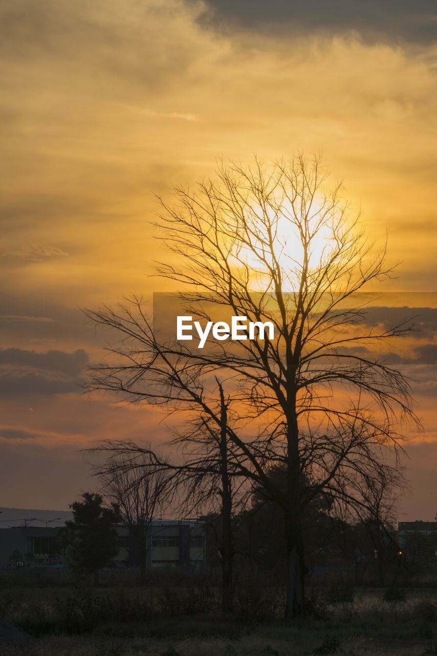 Silhouette bare tree on field against orange sky