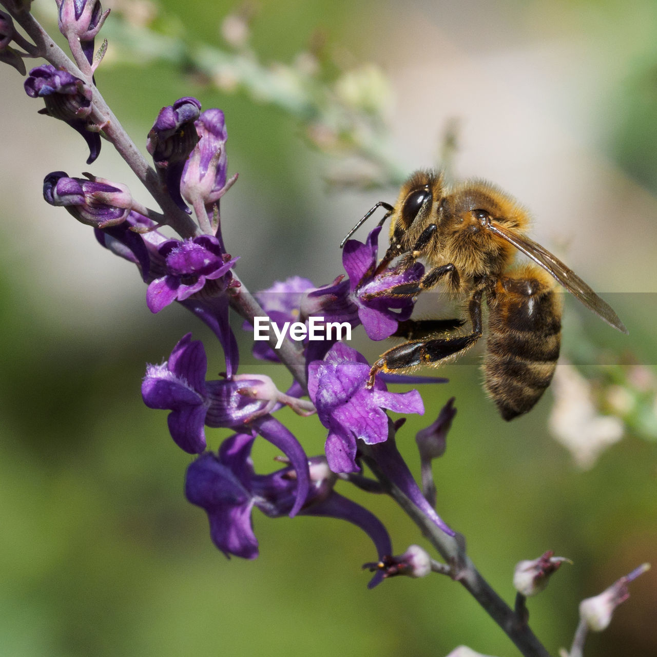 CLOSE-UP OF BEE POLLINATING ON PURPLE FLOWERS