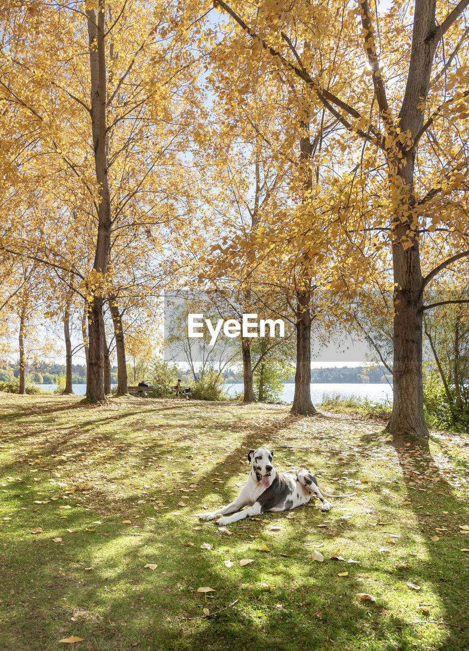 Dog sitting in park during autumn