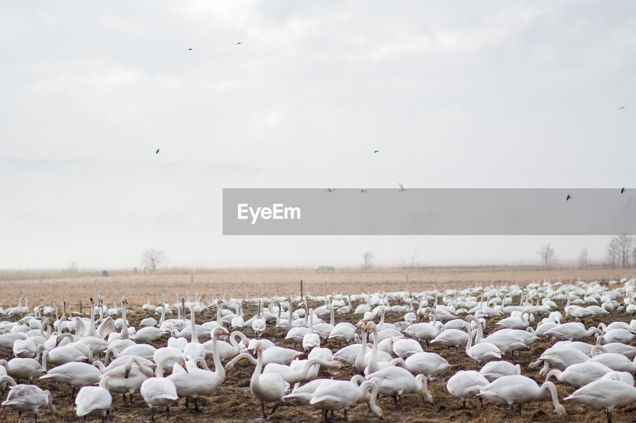 FLOCK OF BIRDS ON LAND