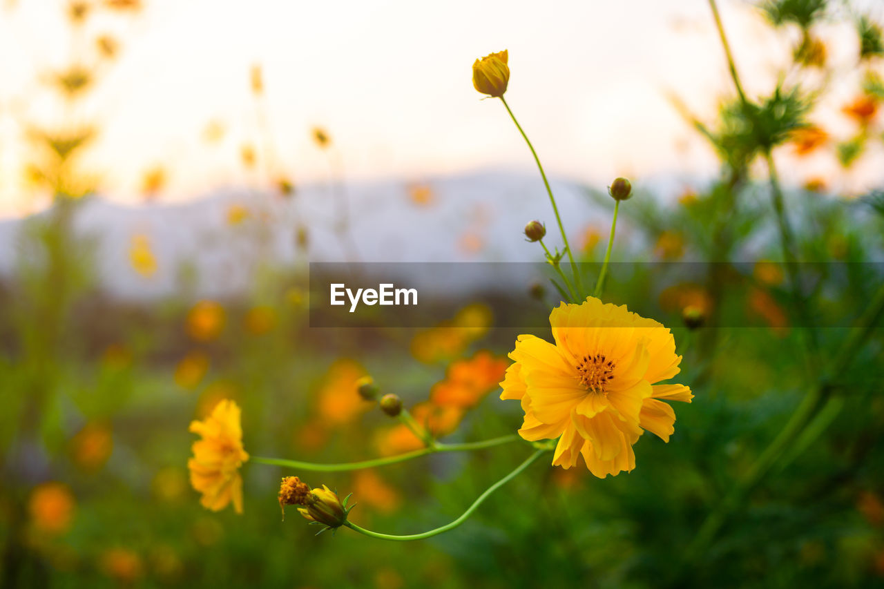 Close-up of yellow flowering plant on field