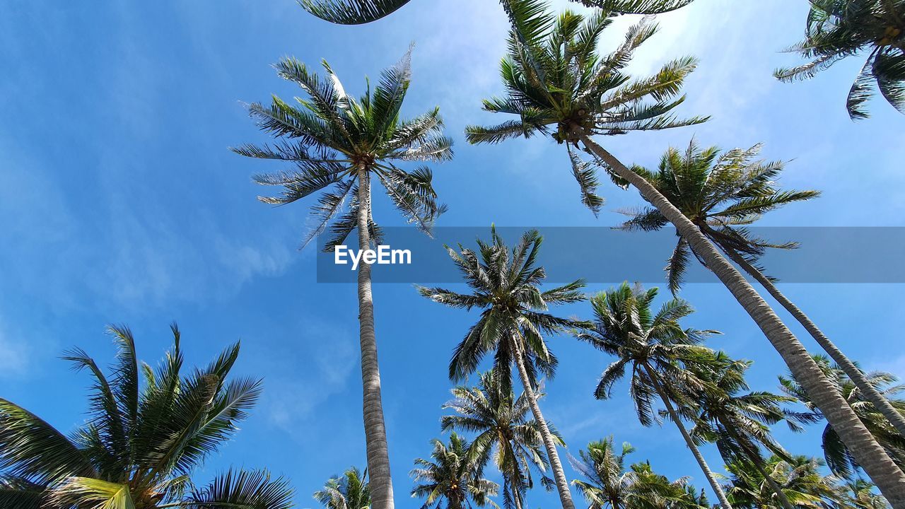 LOW ANGLE VIEW OF PALM TREES AGAINST BLUE SKY