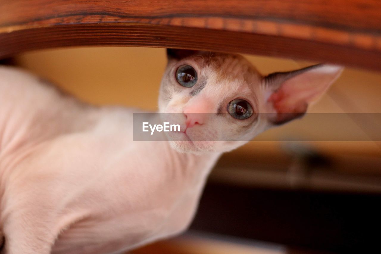 Close-up portrait of a cornish rex kitten 