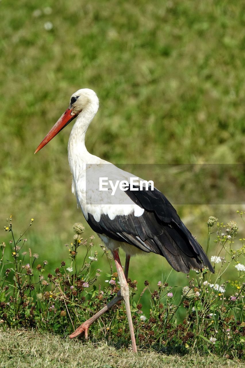 CLOSE-UP OF A BIRD ON FIELD