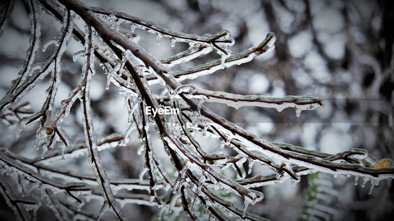 Close-up of frozen bare tree branches during winter