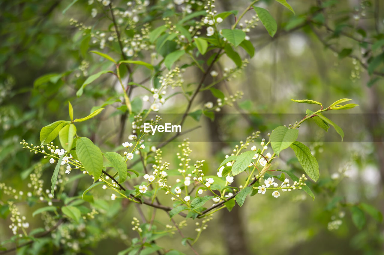 plant, green, tree, nature, leaf, plant part, branch, beauty in nature, growth, flower, environment, no people, sunlight, outdoors, focus on foreground, produce, forest, freshness, day, blossom, food and drink, land, shrub, social issues, summer, selective focus, tranquility, food, springtime, close-up, flowering plant, environmental conservation