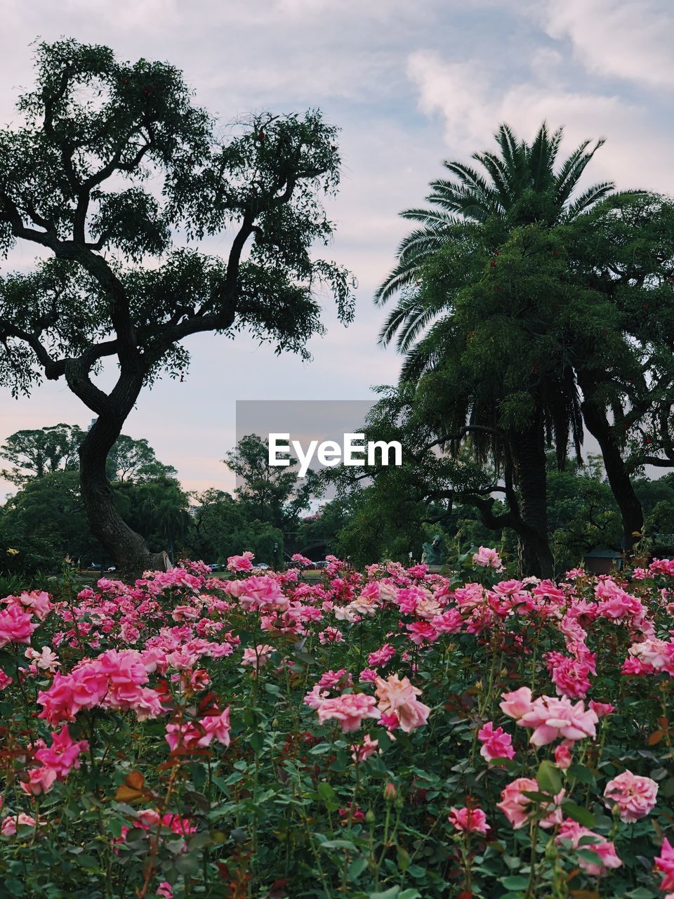 Low angle view of pink flowering plants in park