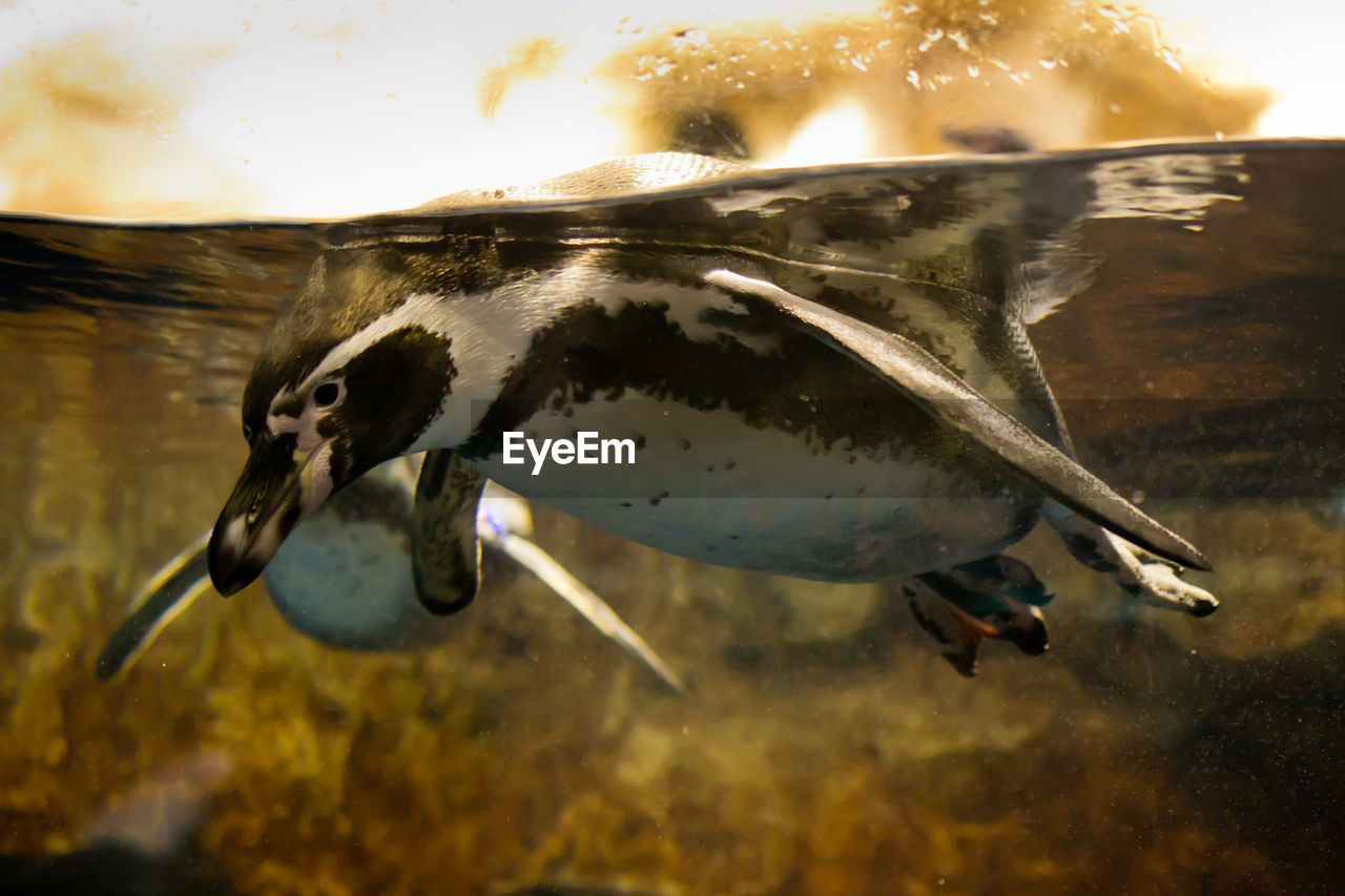 Side view of bird underwater