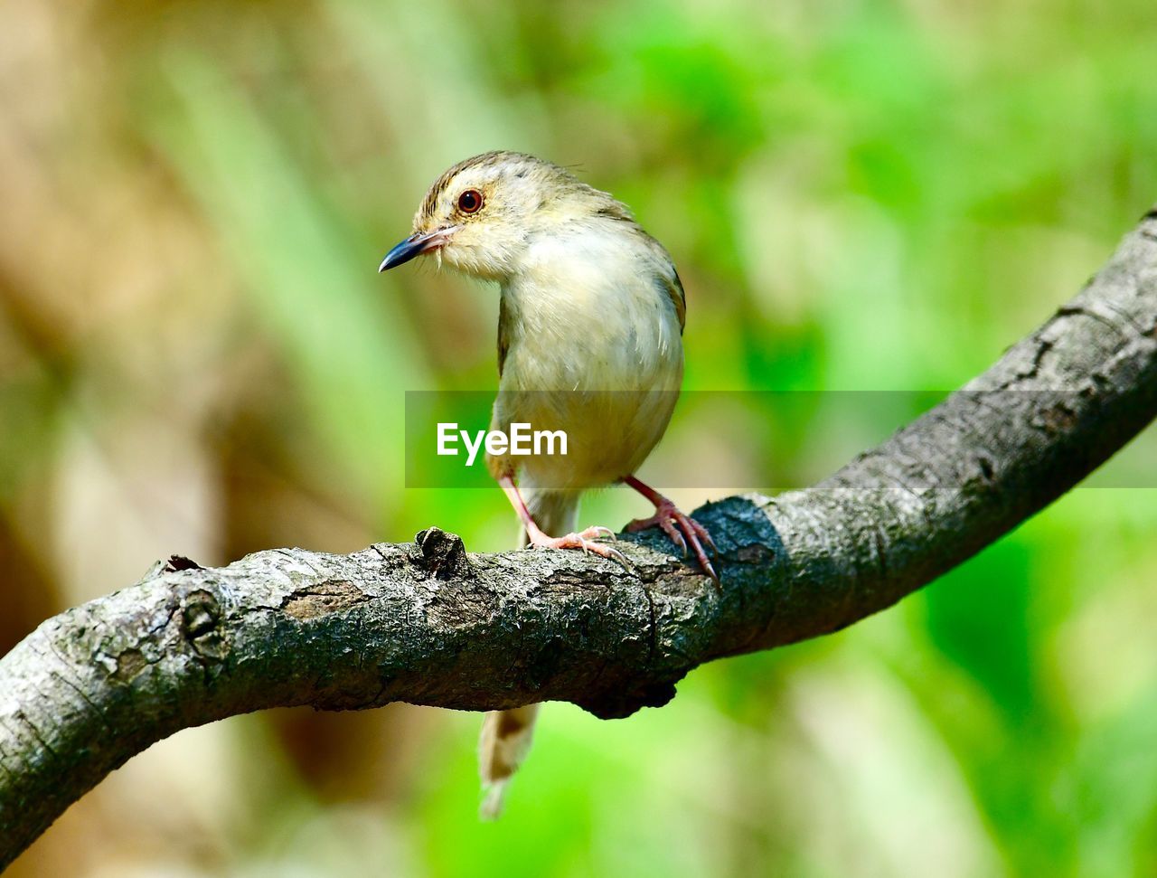 CLOSE-UP OF BIRD PERCHING ON A BRANCH