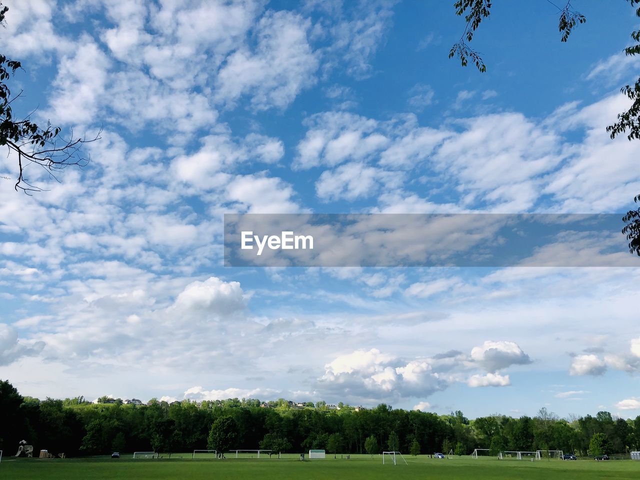 LOW ANGLE VIEW OF TREES ON FIELD AGAINST BLUE SKY