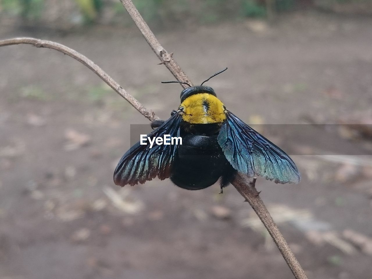 CLOSE-UP OF BUTTERFLY