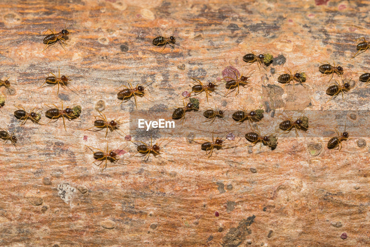 High angle view of ants on wooden table