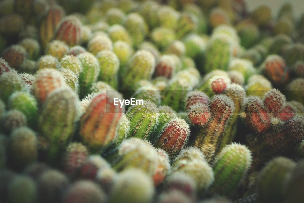 Full frame shot of cactus