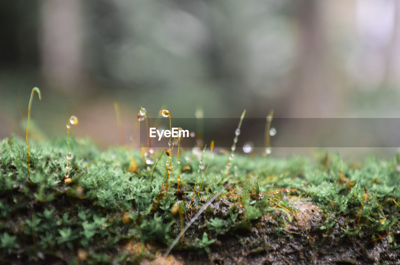 Close-up of wet moss on wood