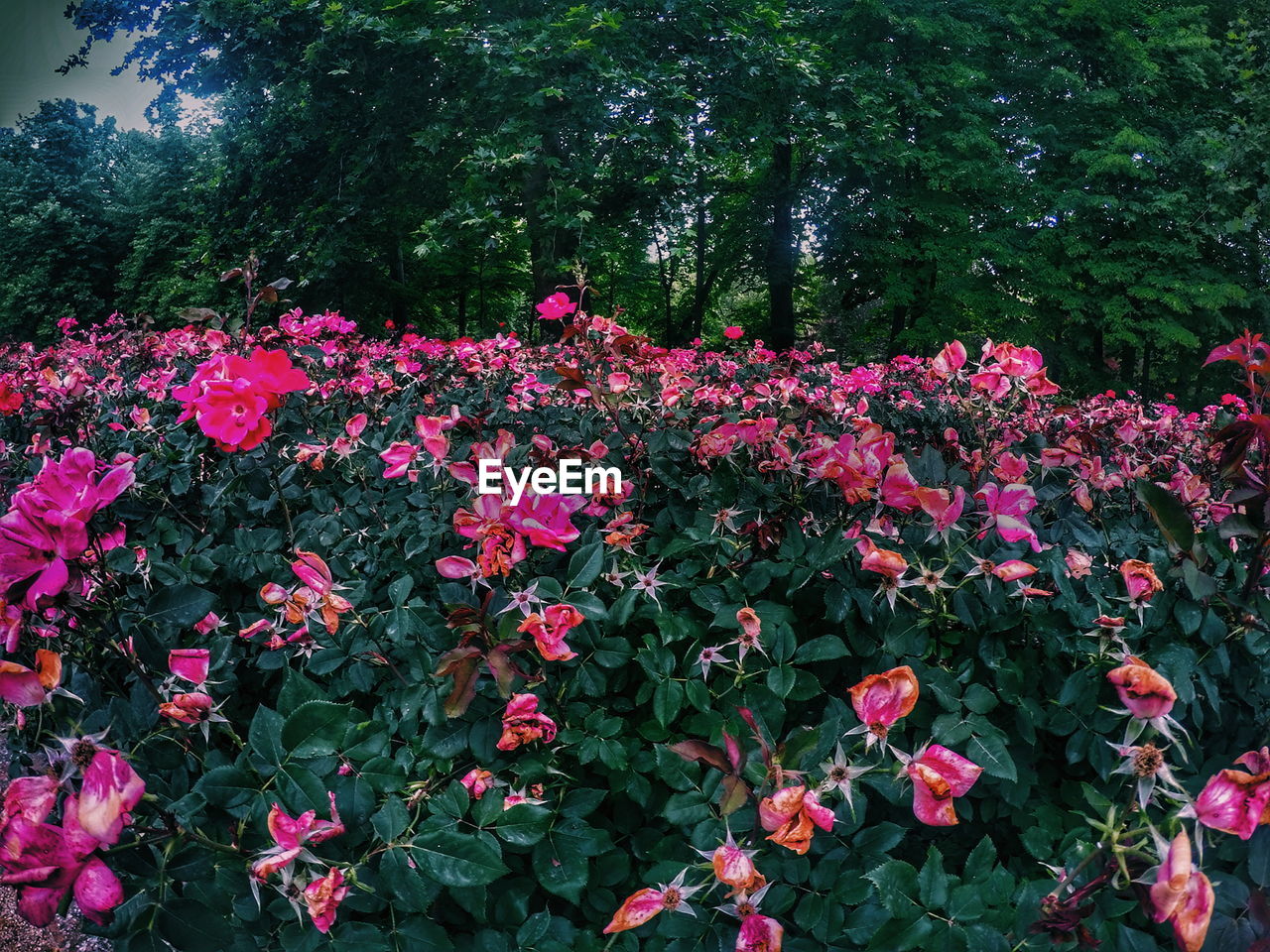 RED FLOWERS BLOOMING IN PARK