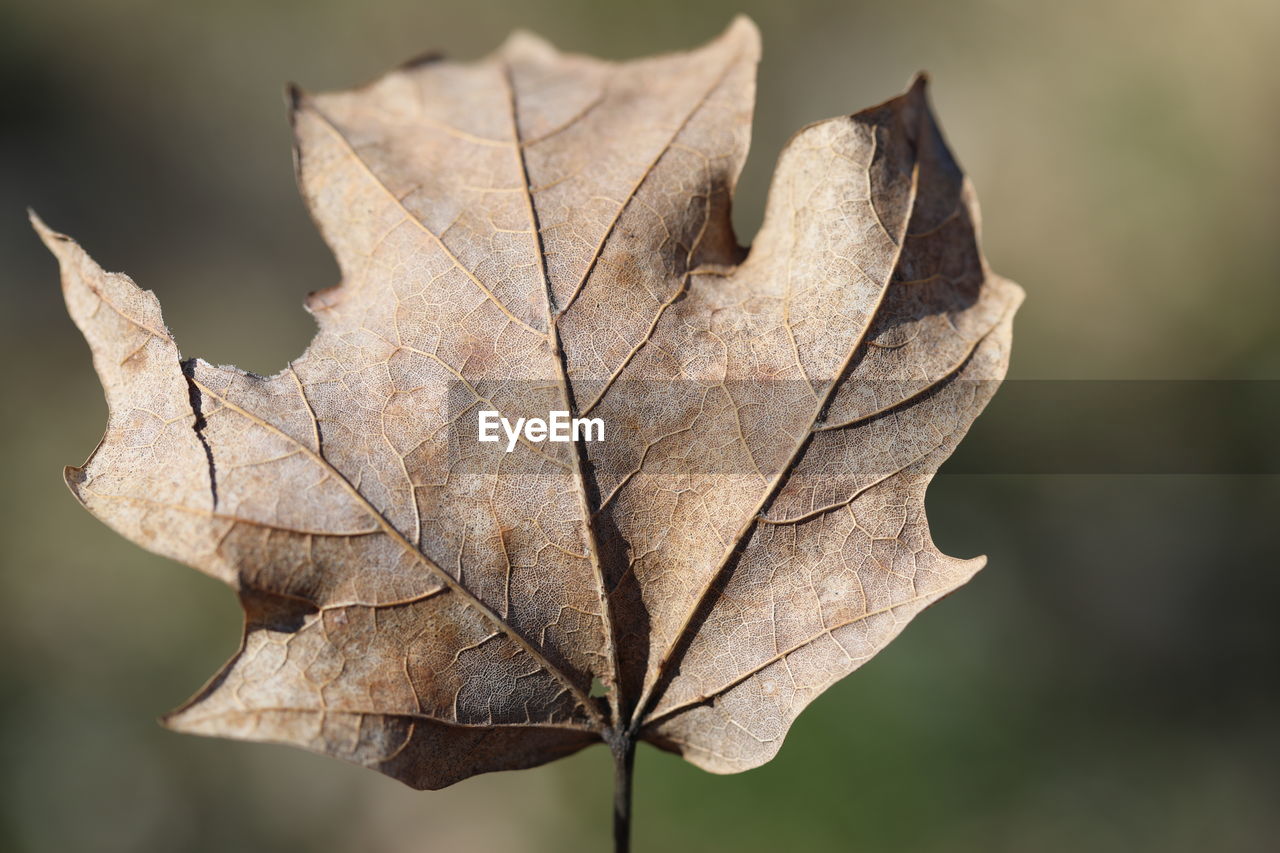 Close-up of maple leaf