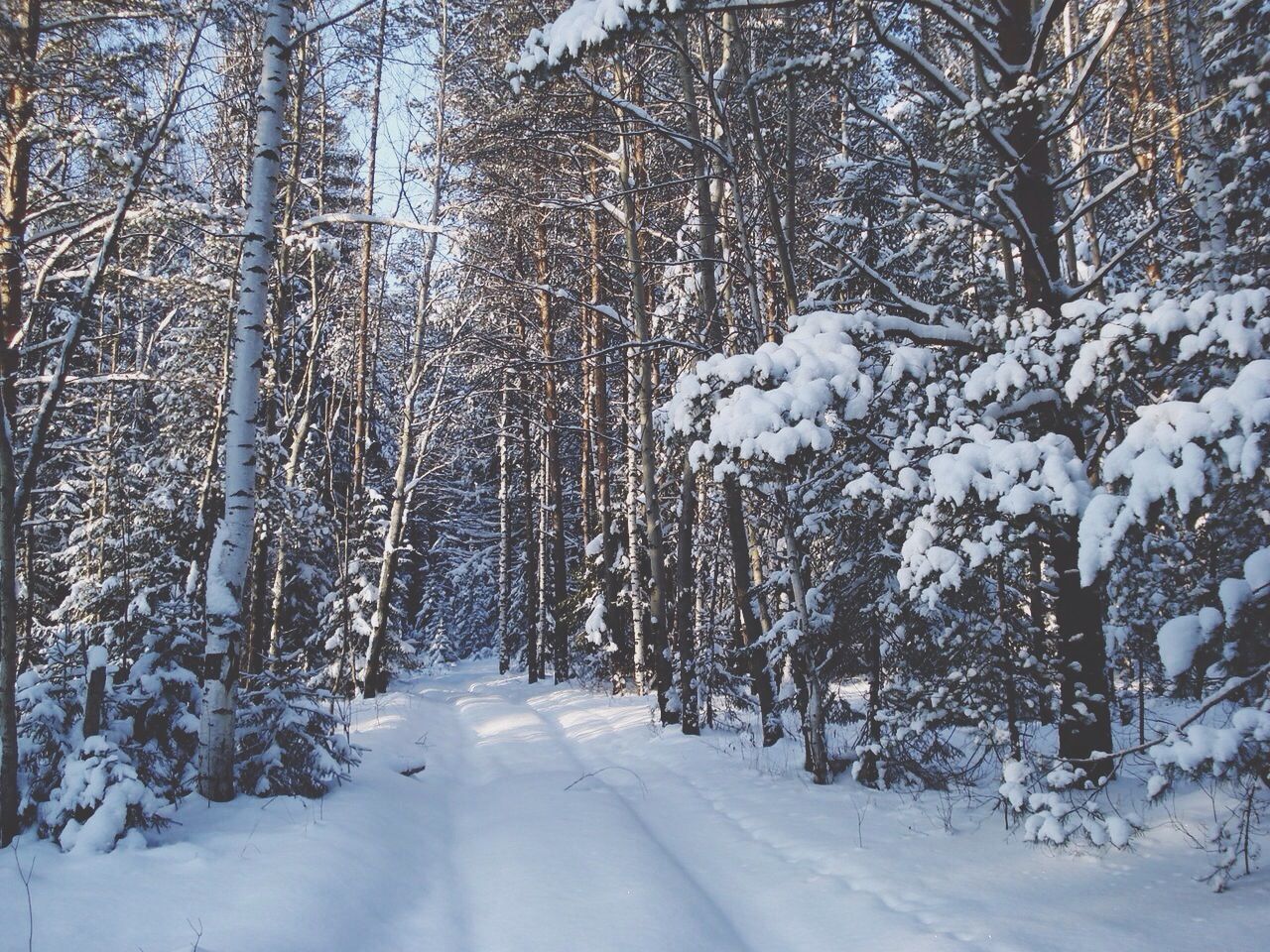 Snow covered land and bare trees