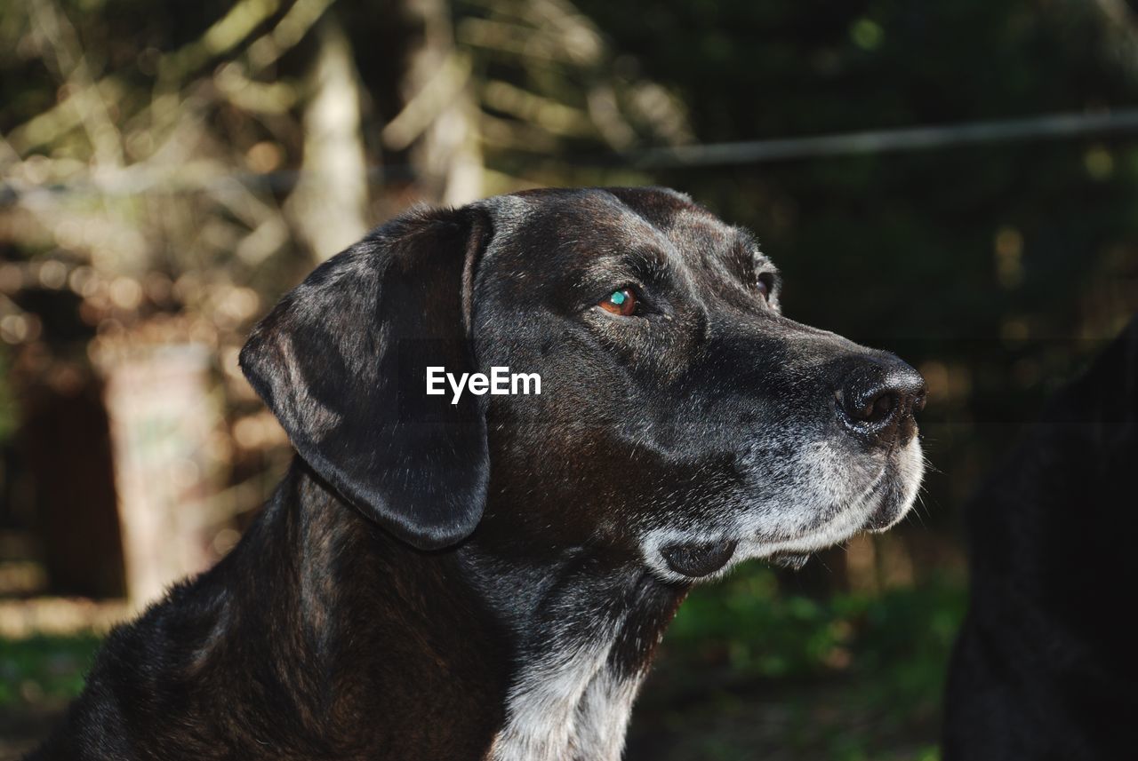 Close-up of dog looking away