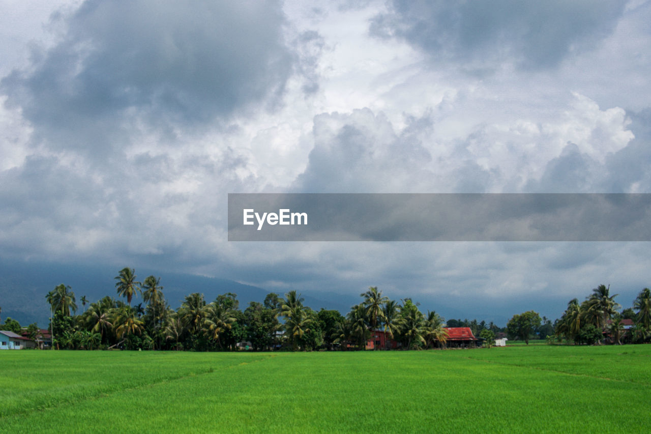 SCENIC VIEW OF TREES ON FIELD AGAINST SKY