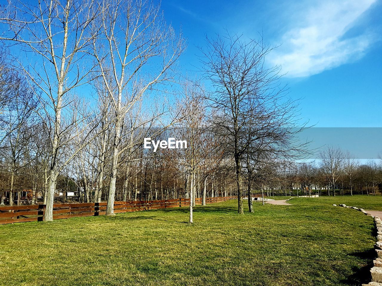 Bare trees on grassy field against blue sky