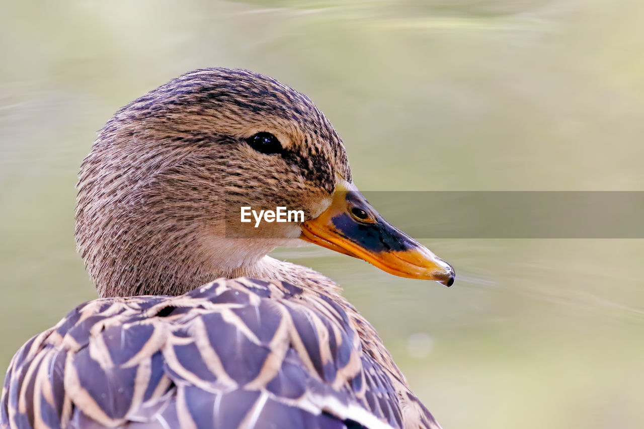 Close-up of duck in lake