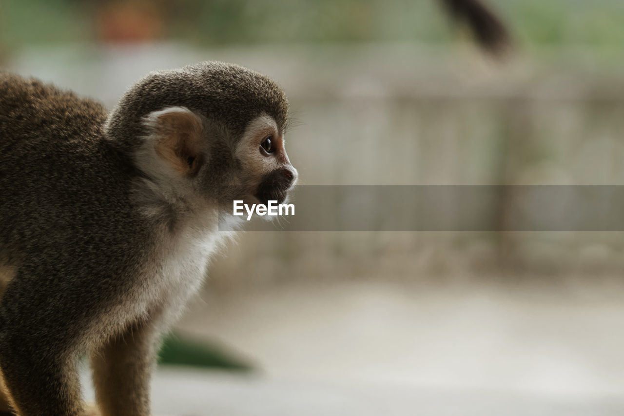 Close-up of a monkey looking away