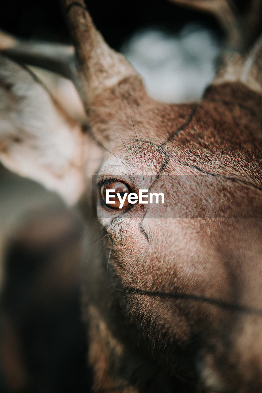Close-up portrait of mammal