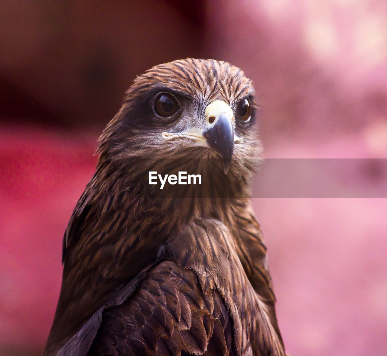 Close-up of hawk