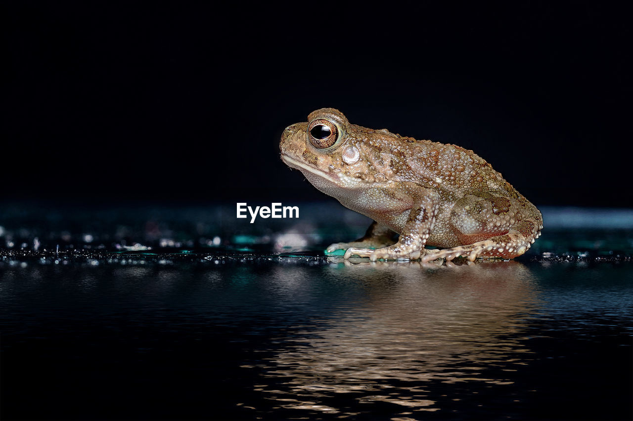 Surface level view of illuminated frog on water at night