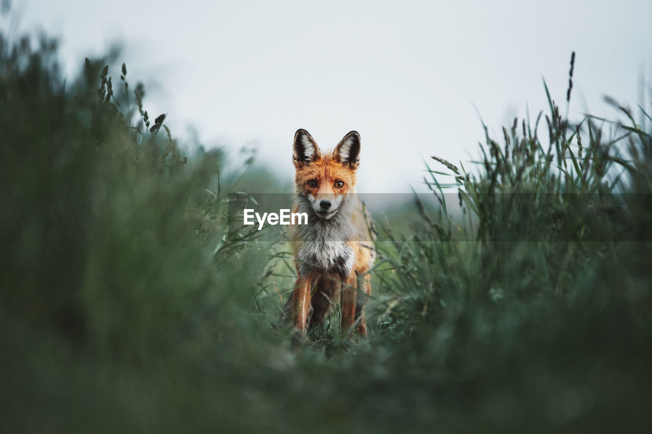 Red fox wallpaper. red fox in the green grass looking at the camera in the wilderness