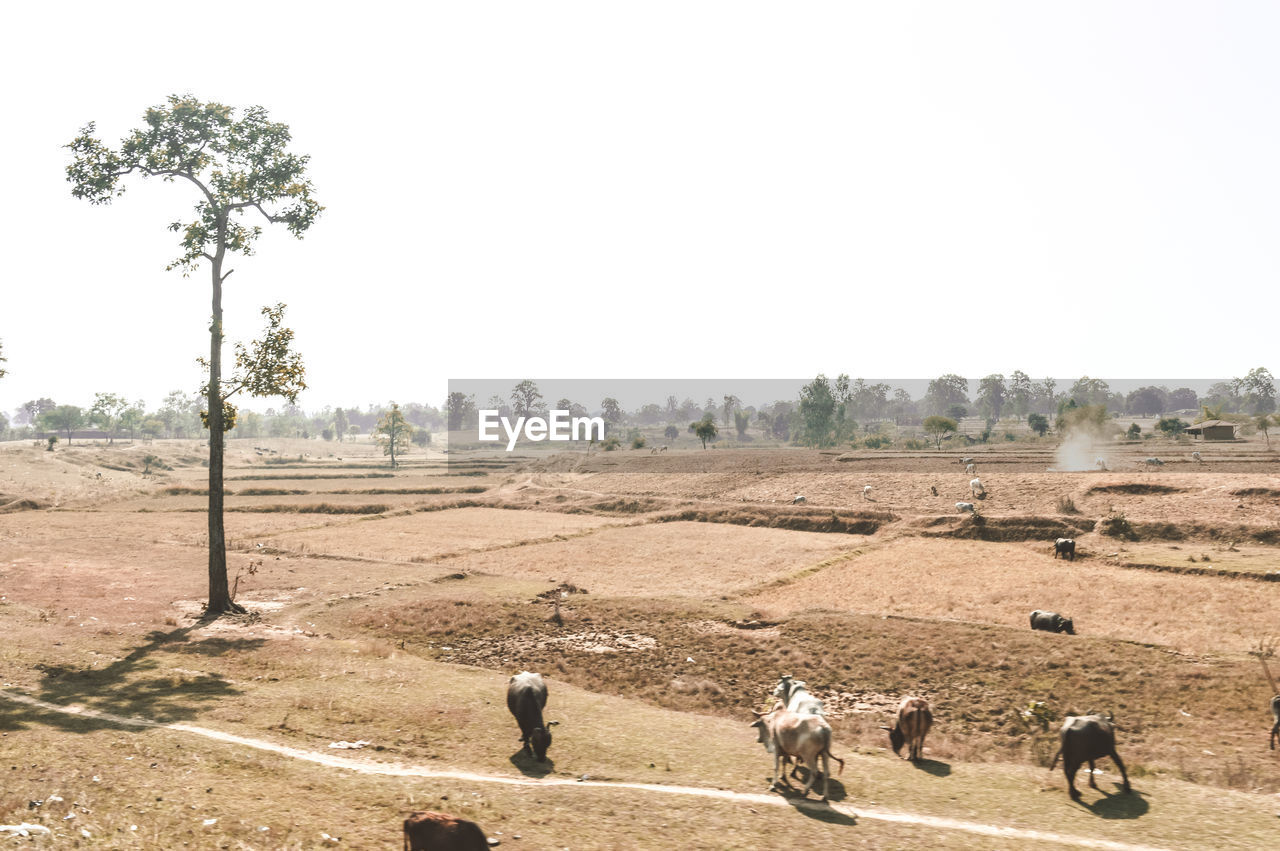 Dry land depicting a drought. landscape agricultural field rural india in hot summer day.