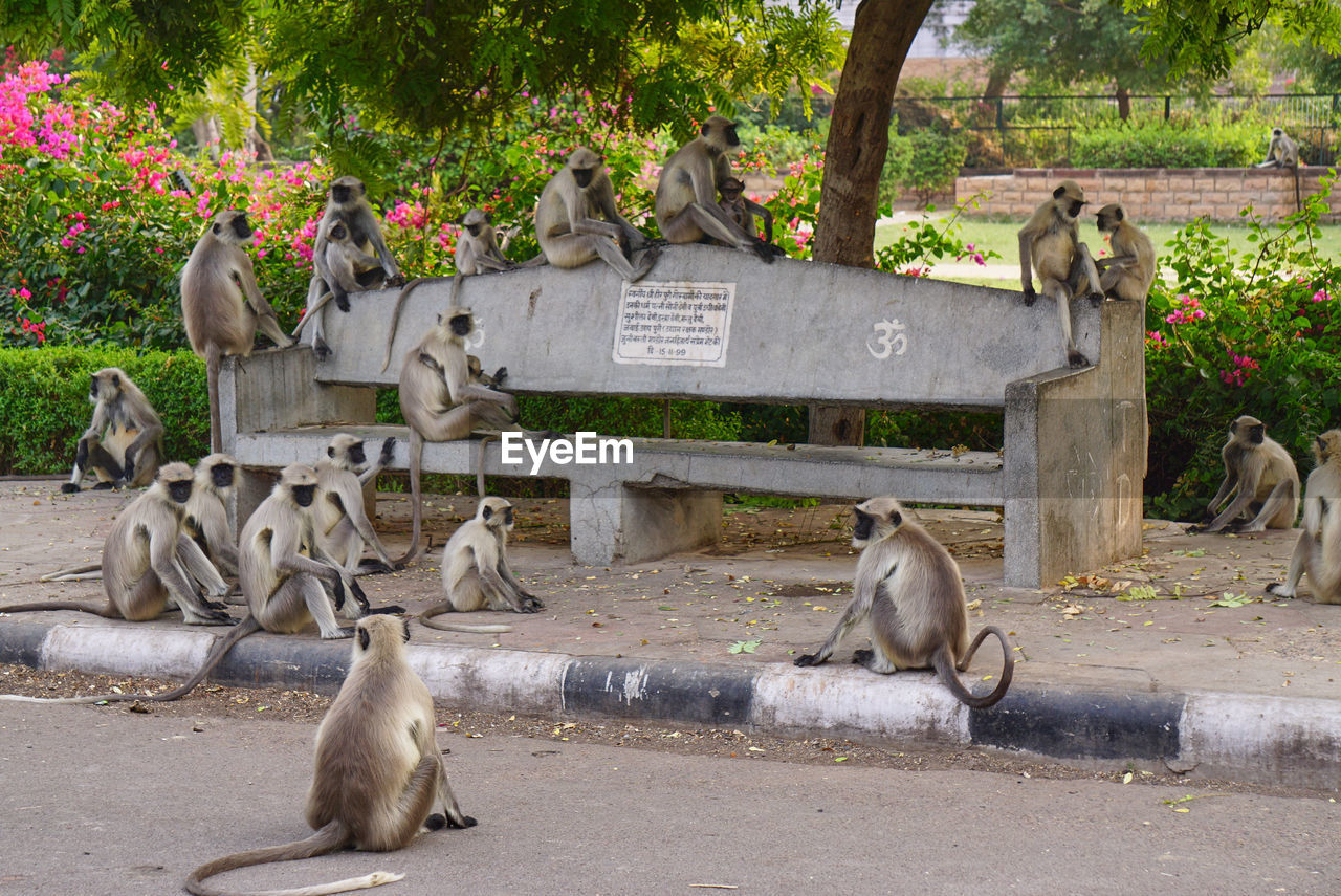 Eight wild monkeys sitting in a public park in jodhpur, india