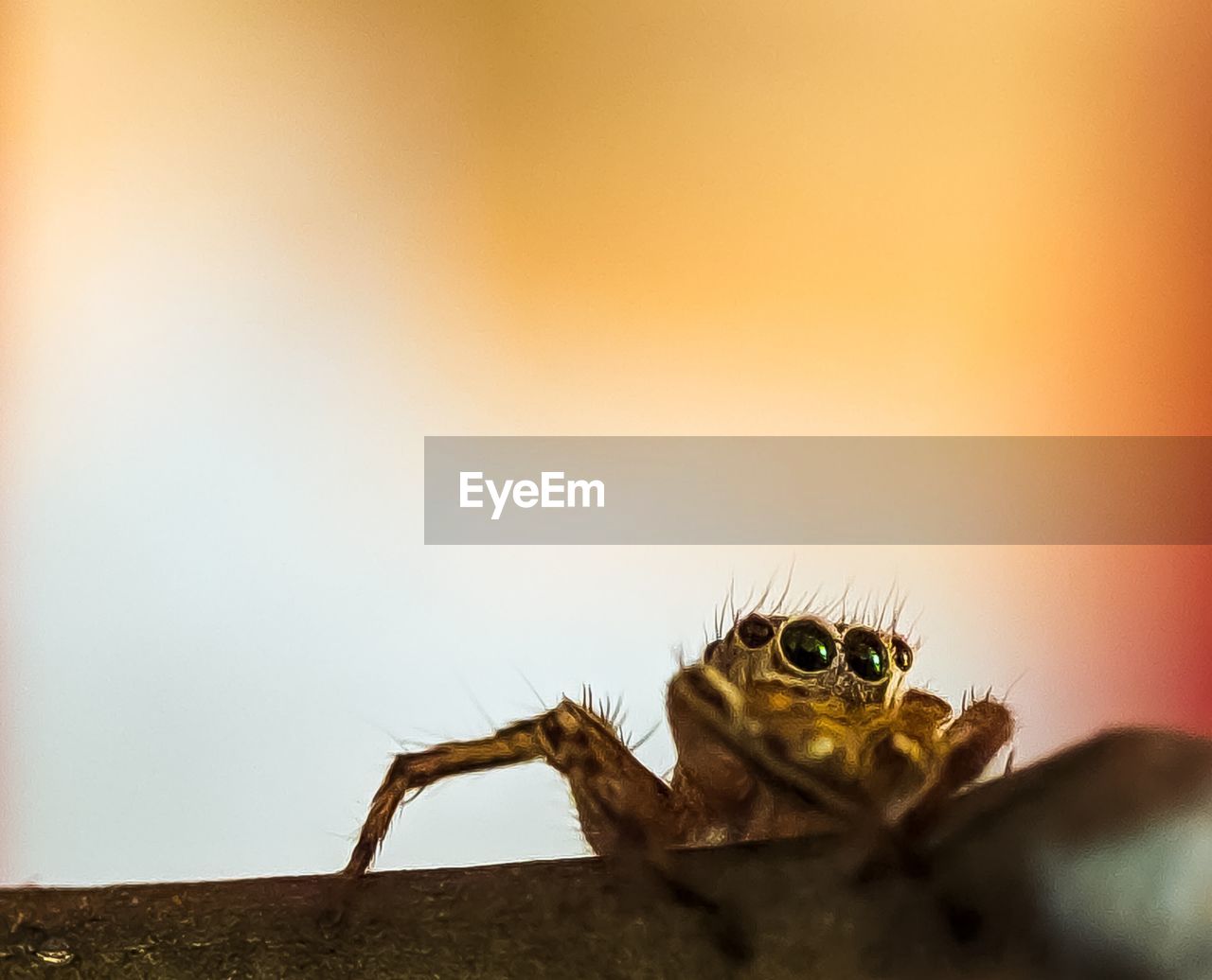 CLOSE-UP OF SPIDER ON A WALL