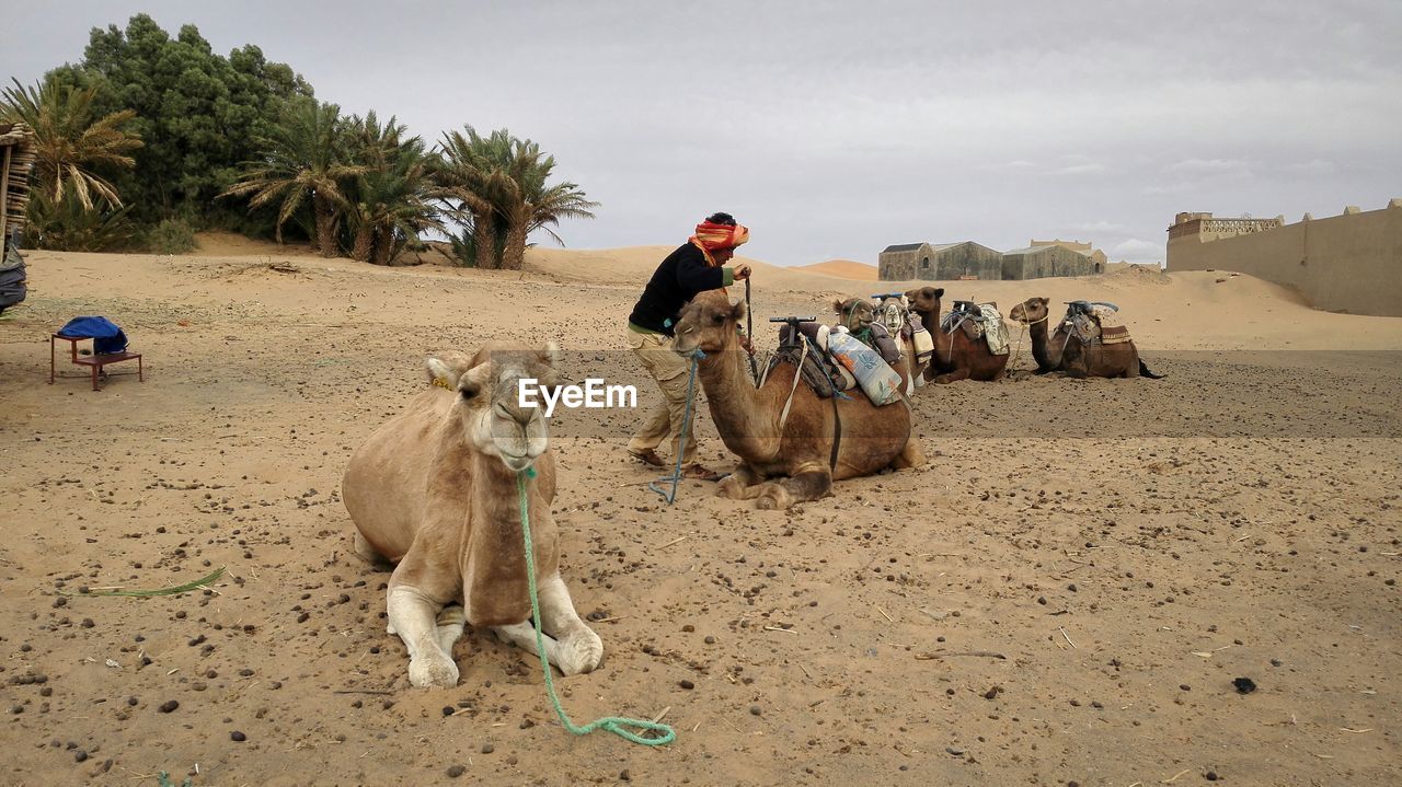 Man with camels on sand at sahara desert