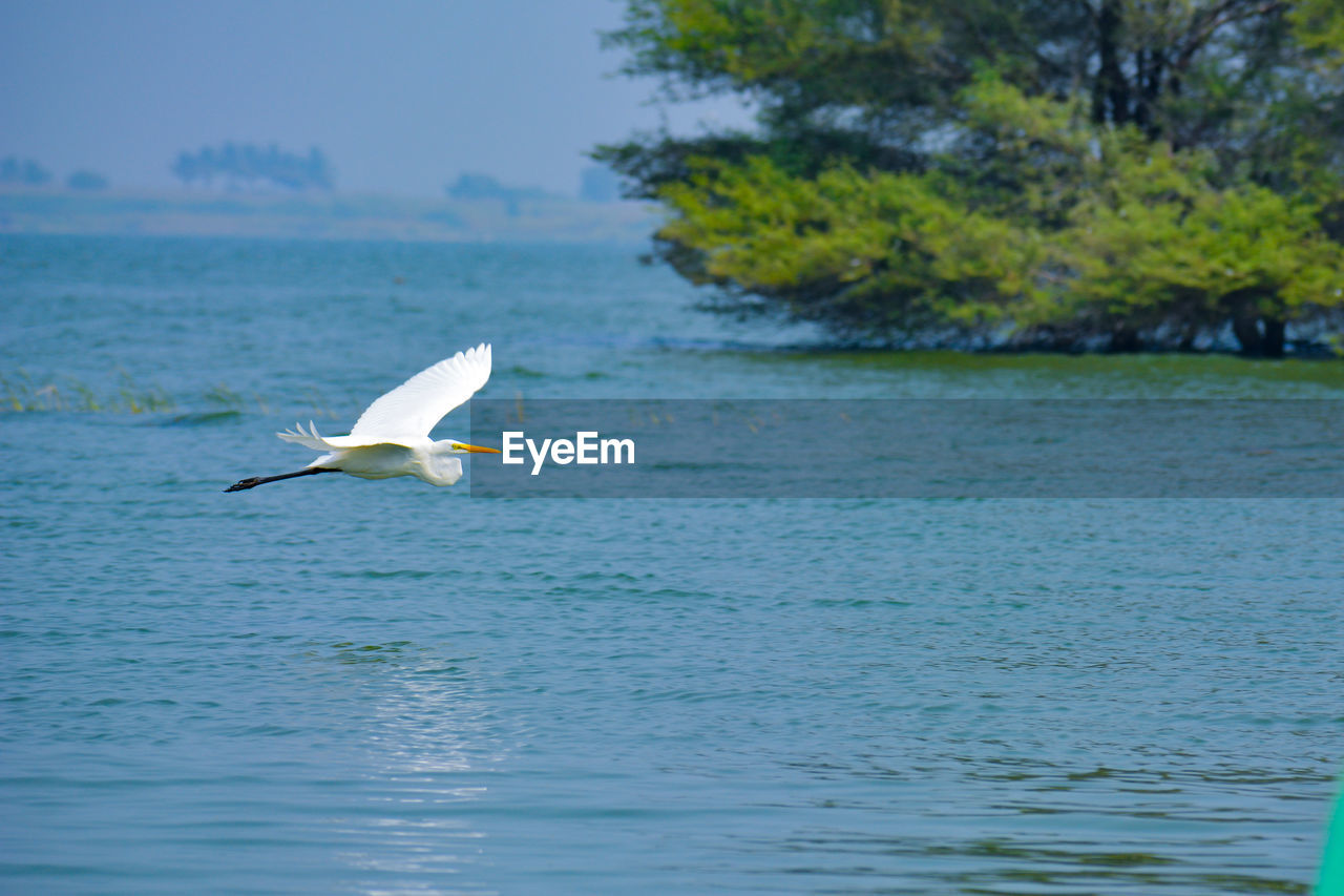 Great egret flying over lake.