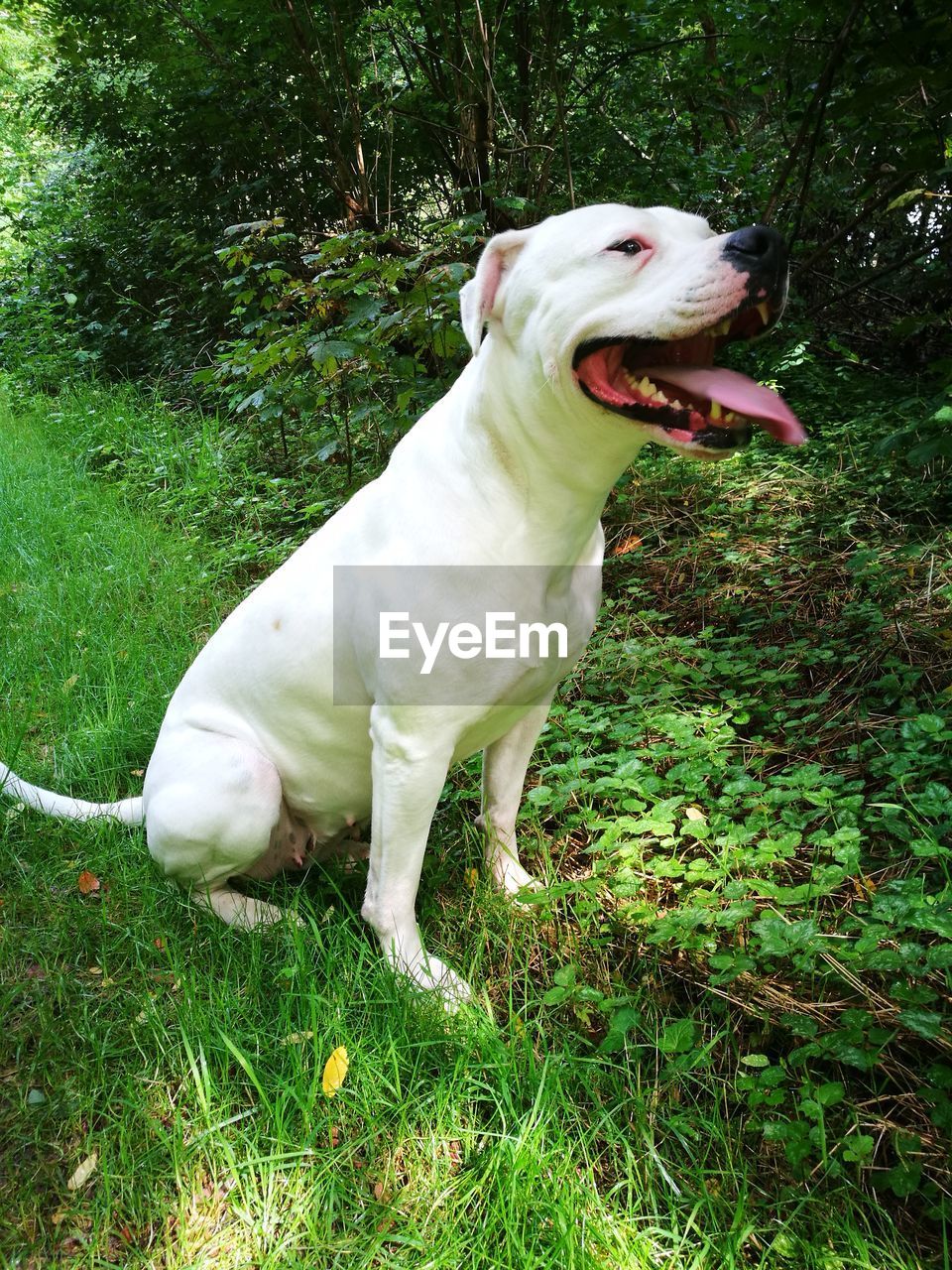 CLOSE-UP OF DOG STANDING BY TREE