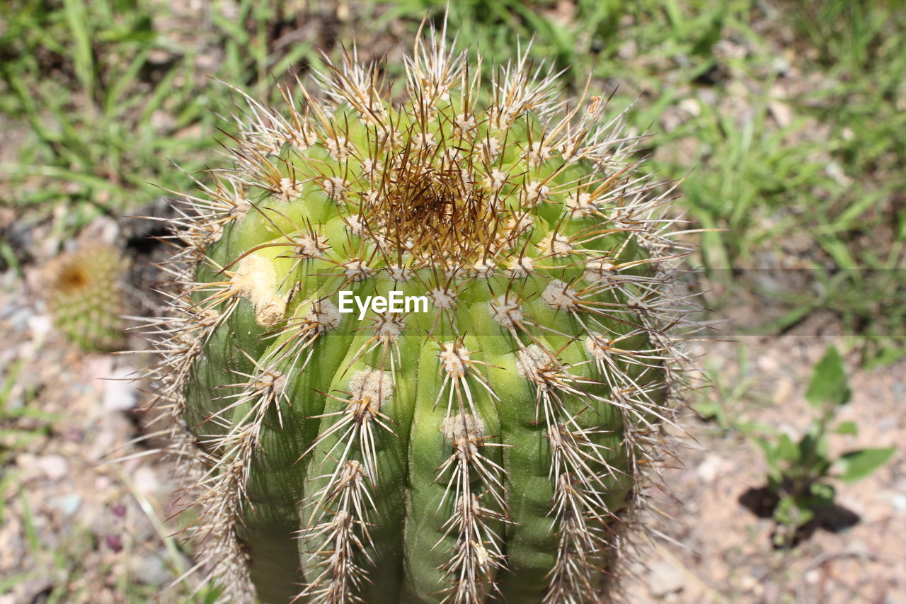 High angle view of cactus growing on field